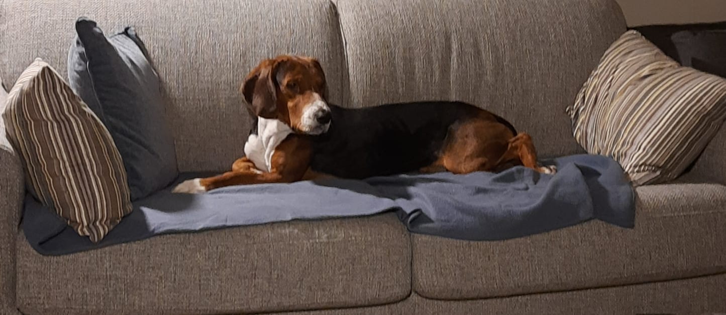 dog