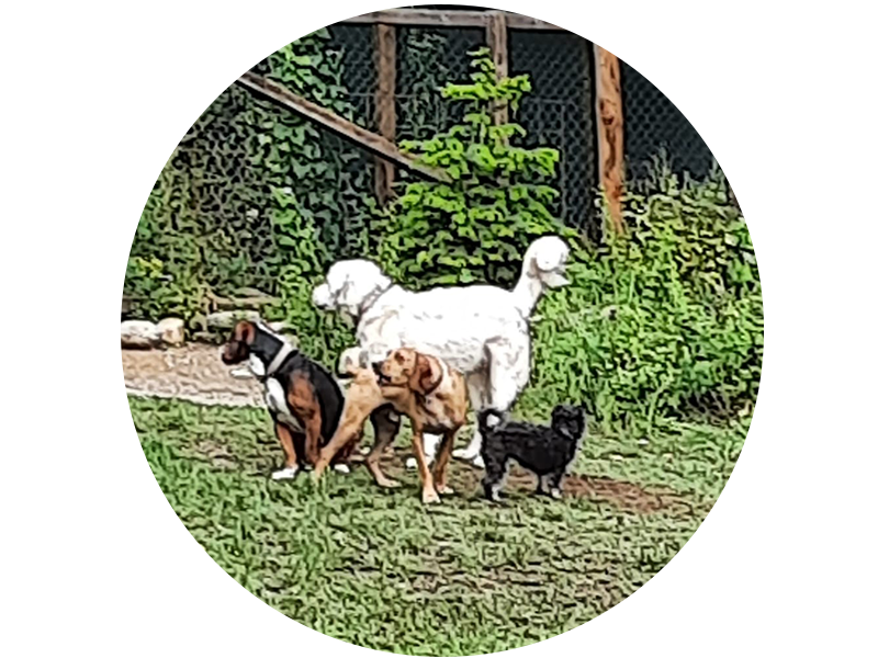 Hundehilfe